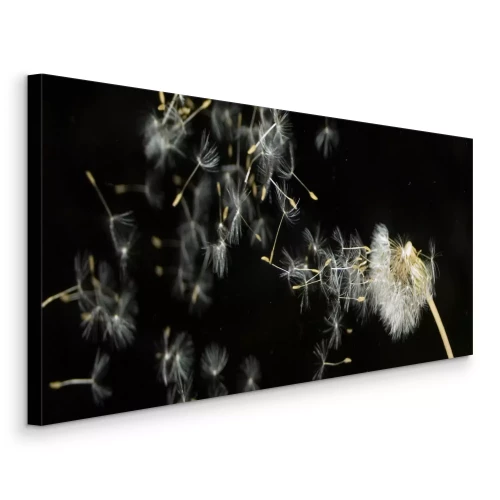 Bild Löwenzahn verbreitet seine Samen im Dunkeln