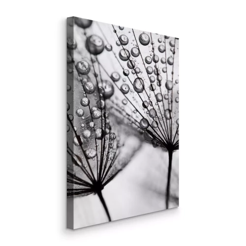 Bild Tautropfen auf Löwenzahnsamen