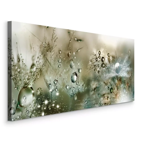 Bild Makroaufnahme von Tautropfen auf Löwenzahnsamen