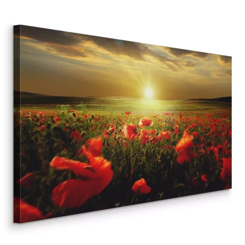 Bild Mohnfelder im goldenen Licht