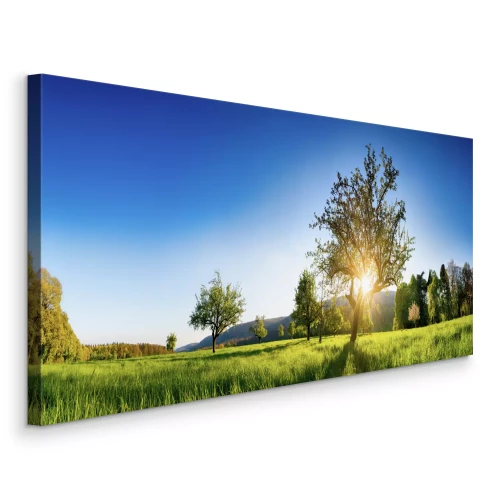 Bild Bäume auf einer Frühlingswiese im Morgenlicht