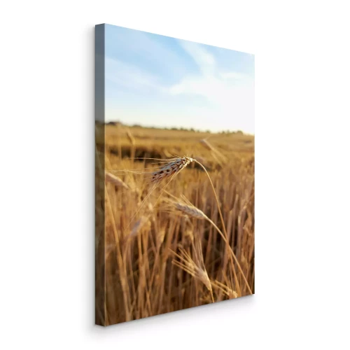 Bild Nahaufnahme einer Maisähre in einem Getreidefeld