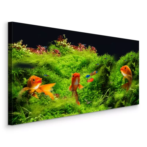 Bild Goldfische vor dem Hintergrund grüner Unterwasserpflanzen
