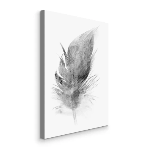 Bild Graue kleine Feder