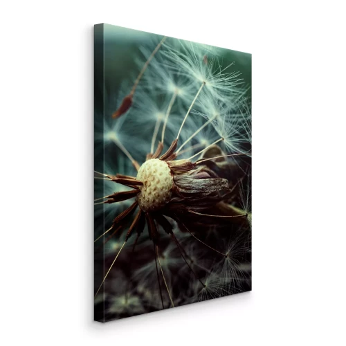 Bild Eine Aufnahme eines Löwenzahns in der Ausbreitungsphase