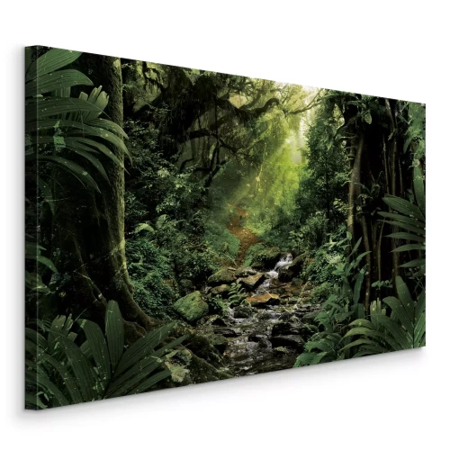 Bild Ein Flusslauf in einem tropischen Wald