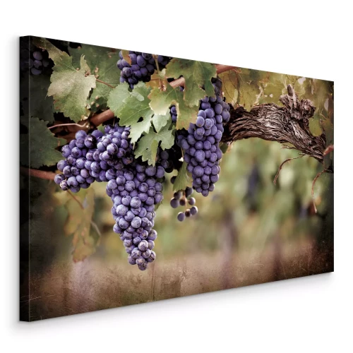 Bild Weintrauben im Schatten grüner Blätter