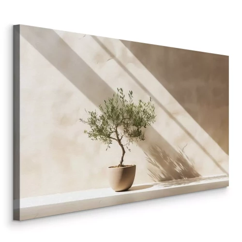 Bild Ein eleganter Olivenbaum im Topf