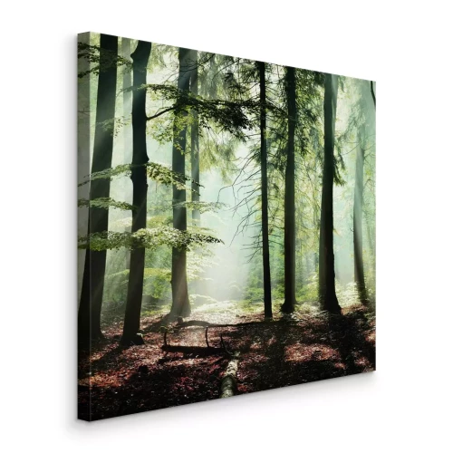 Bild Ein Nadelwald, erleuchtet vom sanften Morgenlicht