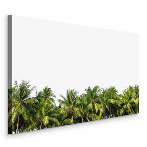 Bild Üppige Palmen auf leerem Hintergrund