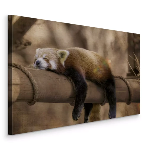 Bild Ein Panda schläft friedlich zwischen den Ästen eines Baumes.