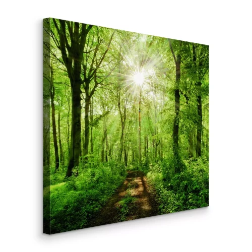 Bild Sonnenaufgang über einer grünen Waldstraße