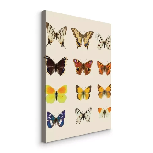 Bild Schmetterlinge in einer farbenfrohen Palette