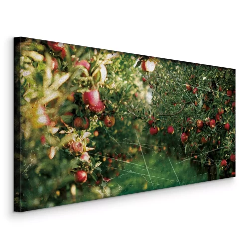 Bild Äpfel, die in dichten Kronen reifen