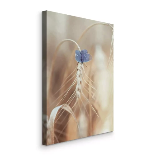 Bild Ein blauer Schmetterling auf einer goldenen Ähre.