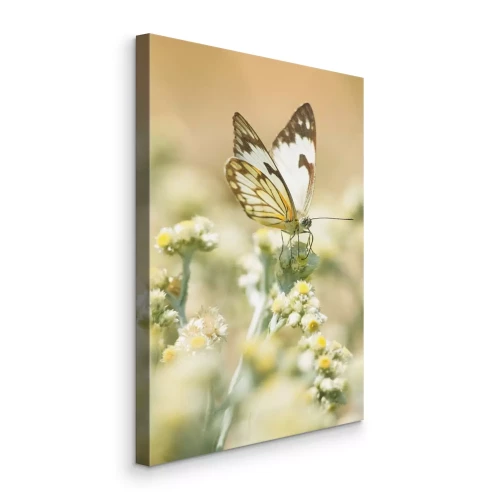 Bild Schmetterling auf Frühlingsblumenwiesen