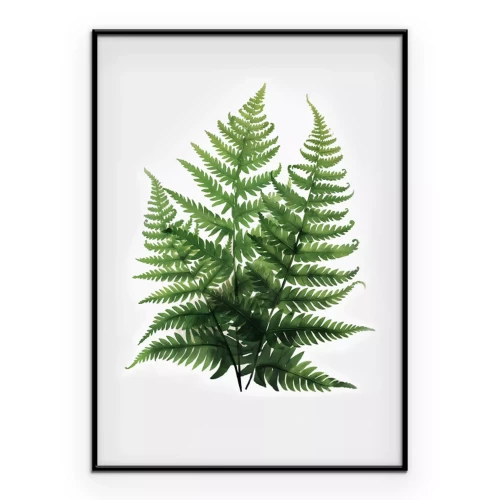 Poster Botanische Illustration von grünen Farnen