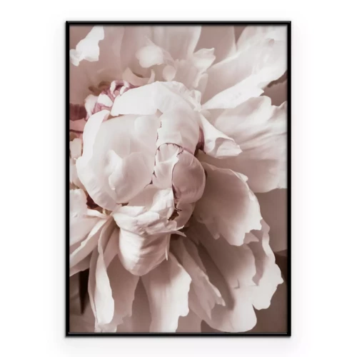 Poster Romantisches Blütenblattdetail