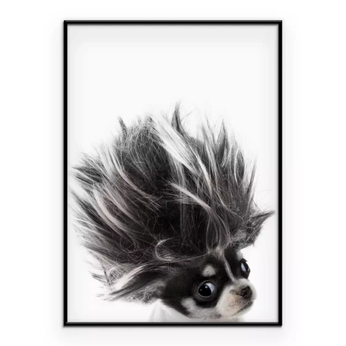 Poster Chihuahua mit wallendem Haar