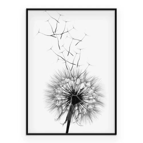 Poster Eine zarte Schwarz-Weiß-Illustration eines Löwenzahns