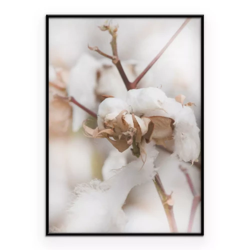 Poster Weiche, weiße, flauschige Baumwollblumen