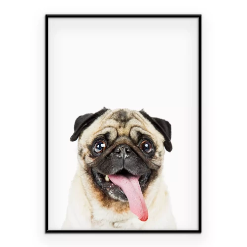Poster Porträt eines lächelnden Mopses mit herausgestreckter Zunge.