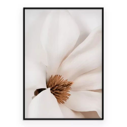 Poster Weiße Magnolienblume aus der Nähe