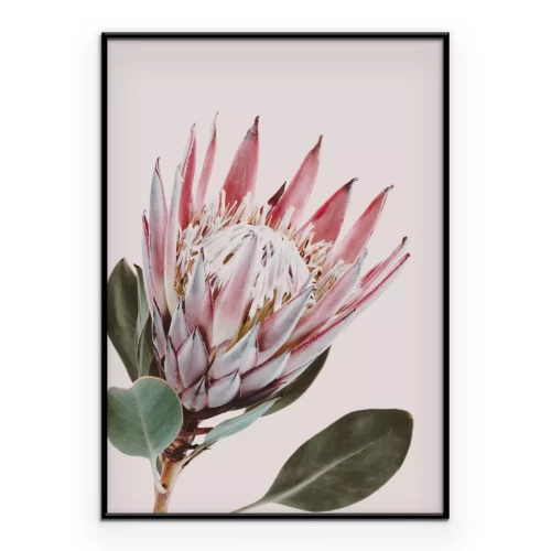 Poster Protea-Blume auf hellrosa Hintergrund