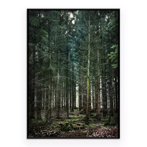 Poster Grüne Landschaft Nadelbäume im Wald