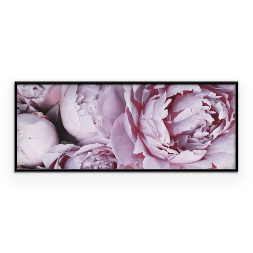 Poster Lila Pfingstrosen in voller Blüte