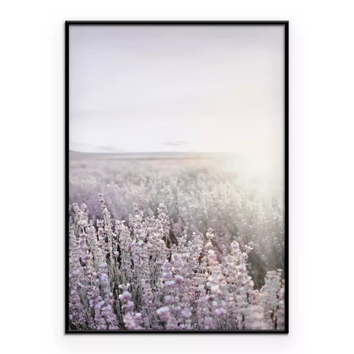 Poster Lavendelfeld bei Sonnenaufgang Landschaft