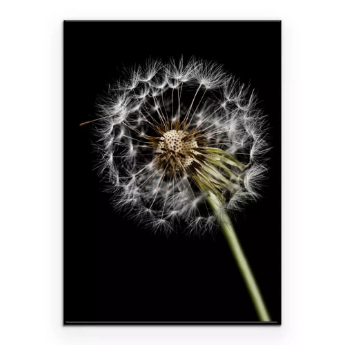 Poster Löwenzahn Nahaufnahme auf schwarzem Hintergrund