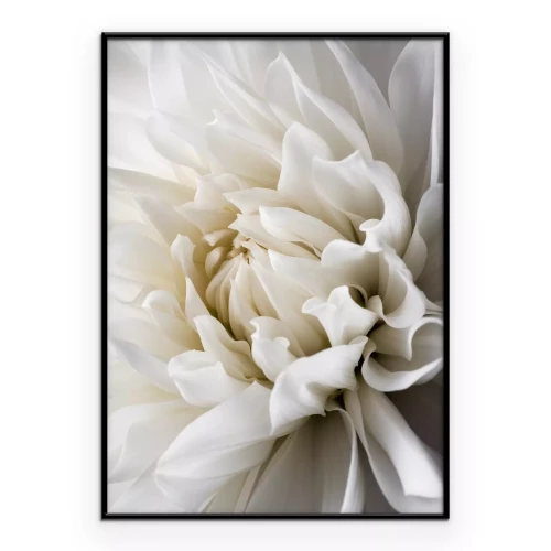 Poster Nahaufnahme einer weißen Dahlie
