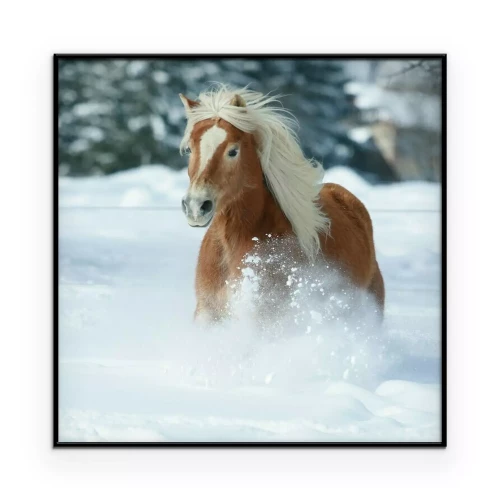 Poster Ein braunes Pferd galoppiert durch den Schnee