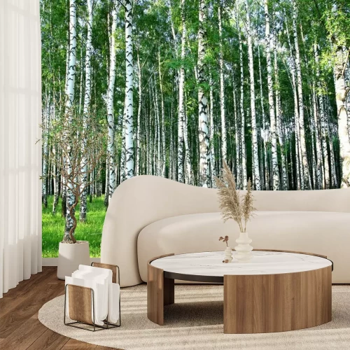 Fototapete Schöne Sommer Birkenhain in der Abendsonne