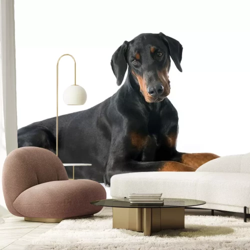 Sticker Hunde schwarz-brauner Dobermann mit leicht geneigtem Kopf