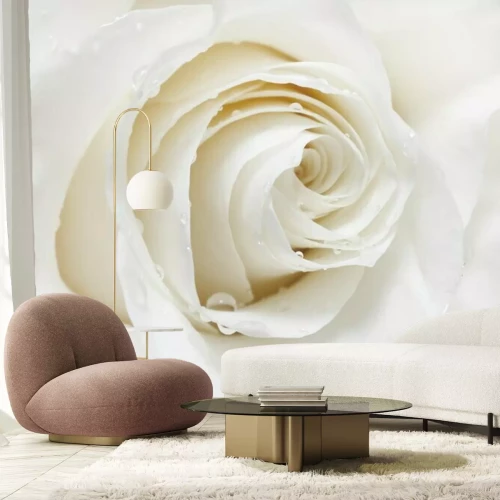 Fototapete Weiße Rose mit Tropfen