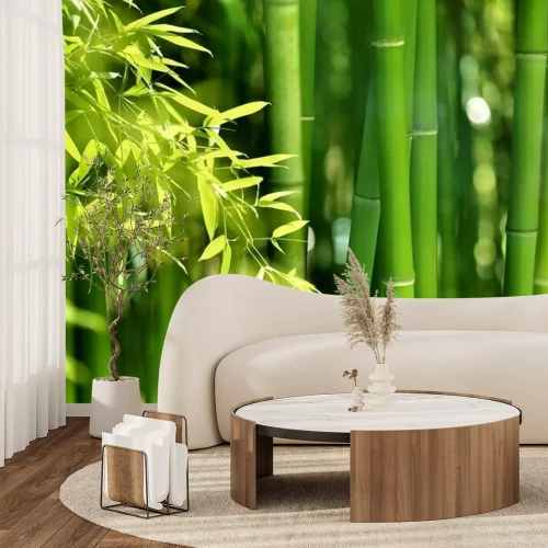 Fototapete Blätter vor Bambussprossen