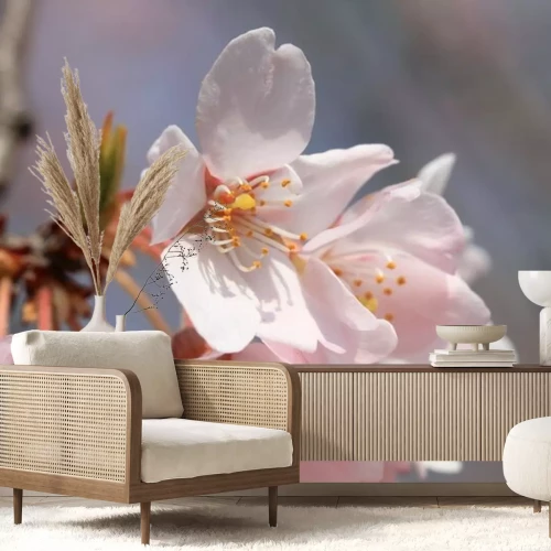 Sticker Kirschblüten in Nahaufnahme