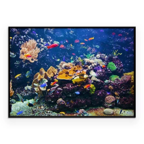 Poster Ein Fischschwarm schwimmt zwischen den Korallen.