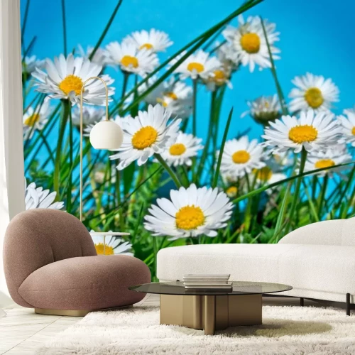 Sticker Gänseblümchen 4