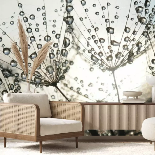 Fototapete Löwenzahn Samen mit Tautropfen