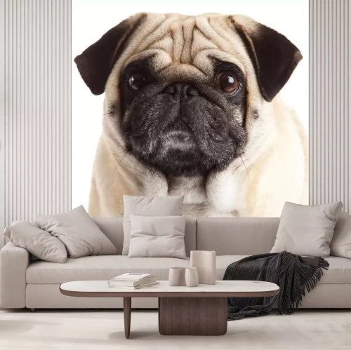 Sticker Tiere Mops mit großen braunen Augen