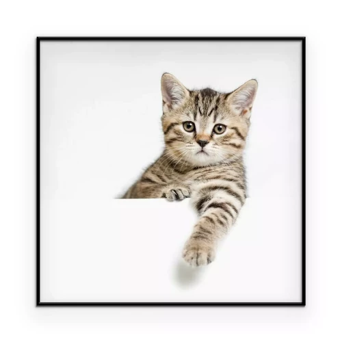 Poster Getigerte Katze auf hellem Hintergrund