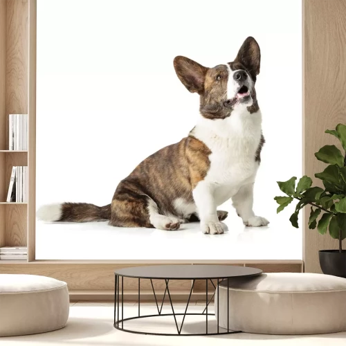 Sticker Corgi-Hunde mit leicht geöffneter Schnauze