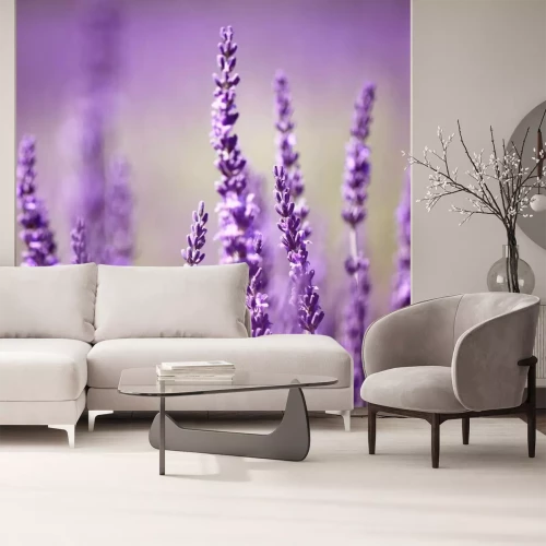 Fototapete Lavendelblüte