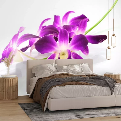 Sticker Große lila Orchideenblüten