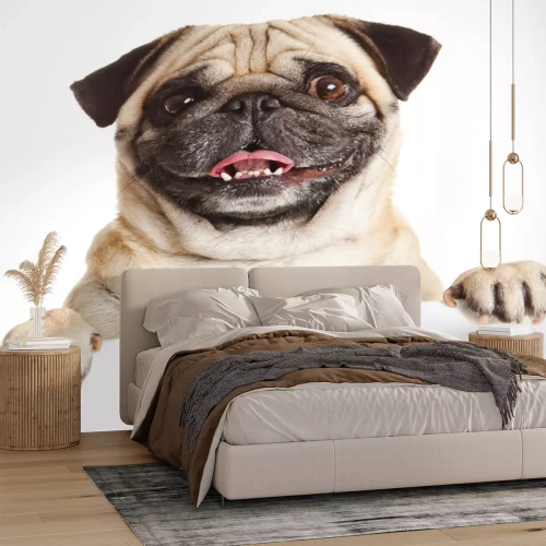 Sticker Tierisch aussehende Mops mit herausgestreckter Zunge