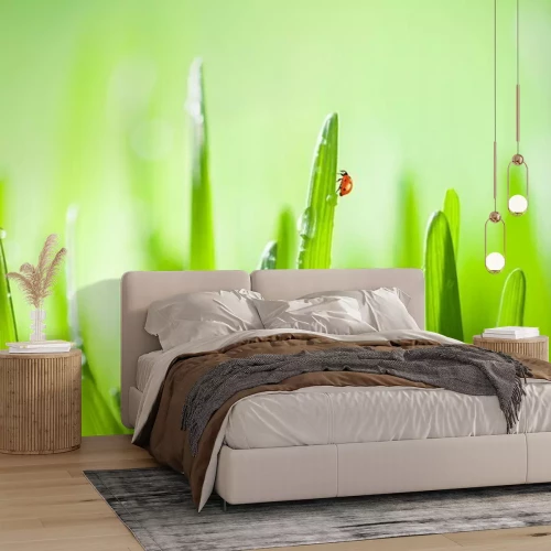 Fototapete Marienkäfer am Grashalm