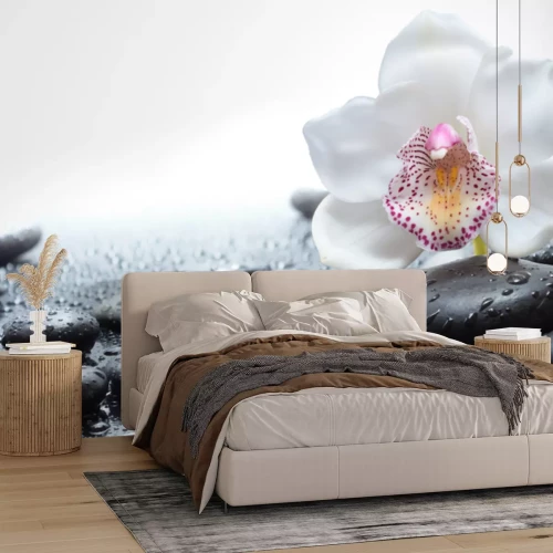 Fototapete Weiße Orchidee und schwarze Steine mit Wasser